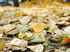 -VOYAGE COFFEE(北锣鼓巷店)