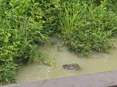 -中国扬子鳄村