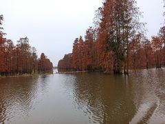-池杉湖湿地公园