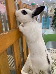 -Moni星球萌宠·小马宝莉·灵蛇·高端高阶全萌宠互动体验俱乐部(红豆国际广场店)