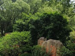-红梅公园