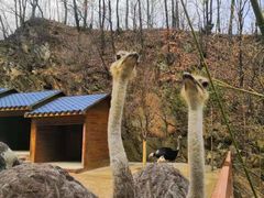 -栾川竹海野生动物园