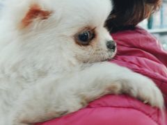 -爱侣宠医·鹦鹉专科·小型哺乳类·异宠专科(灵石路店)