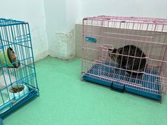 -瑞派宠物医院(搏威敦和院)