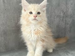 -小猫来了·猫舍(红山六九七九店)