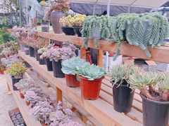 -三圣花乡旅游区