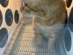 -叮叮猫咪生活馆