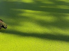 -渌洋湖湿地公园