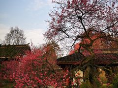 -杭州植物园