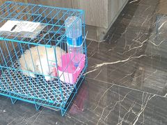 -宠颐生斯嘉宠物医院·急重症·心内科(谷阳北路分院)