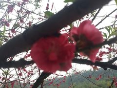 -南国桃园旅游度假区