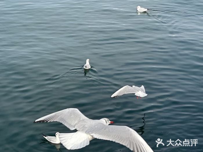 栈桥景区图片