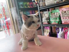 -喵百万·布偶·蓝金金渐层英短·猫舍(百子湾店)