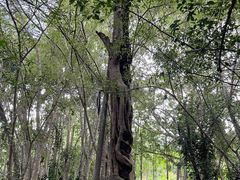 -中国科学院西双版纳热带植物园