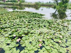 -长兴太湖图影湿地文化园