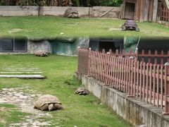 -广东惠东海龟国家级自然保护区