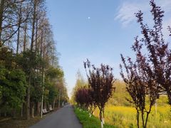 -上海长兴岛郊野公园