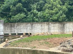 -合肥野生动物园