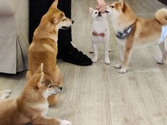 -豆柴町-柴犬主题狗咖(红鼎国际C座店)