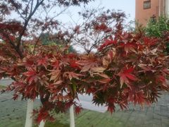 -西南民族大学南区(双流校区)