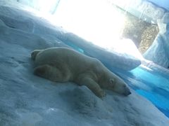 -鞠氏黑芝麻糊(水塔店)