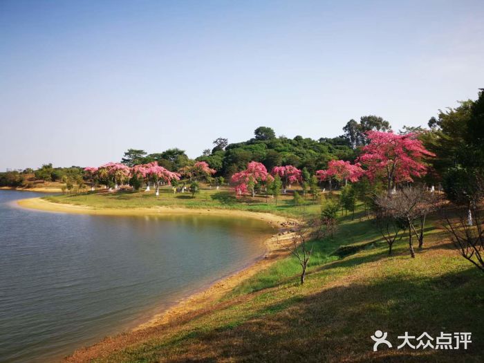 松山湖南湖湾露营营地图片