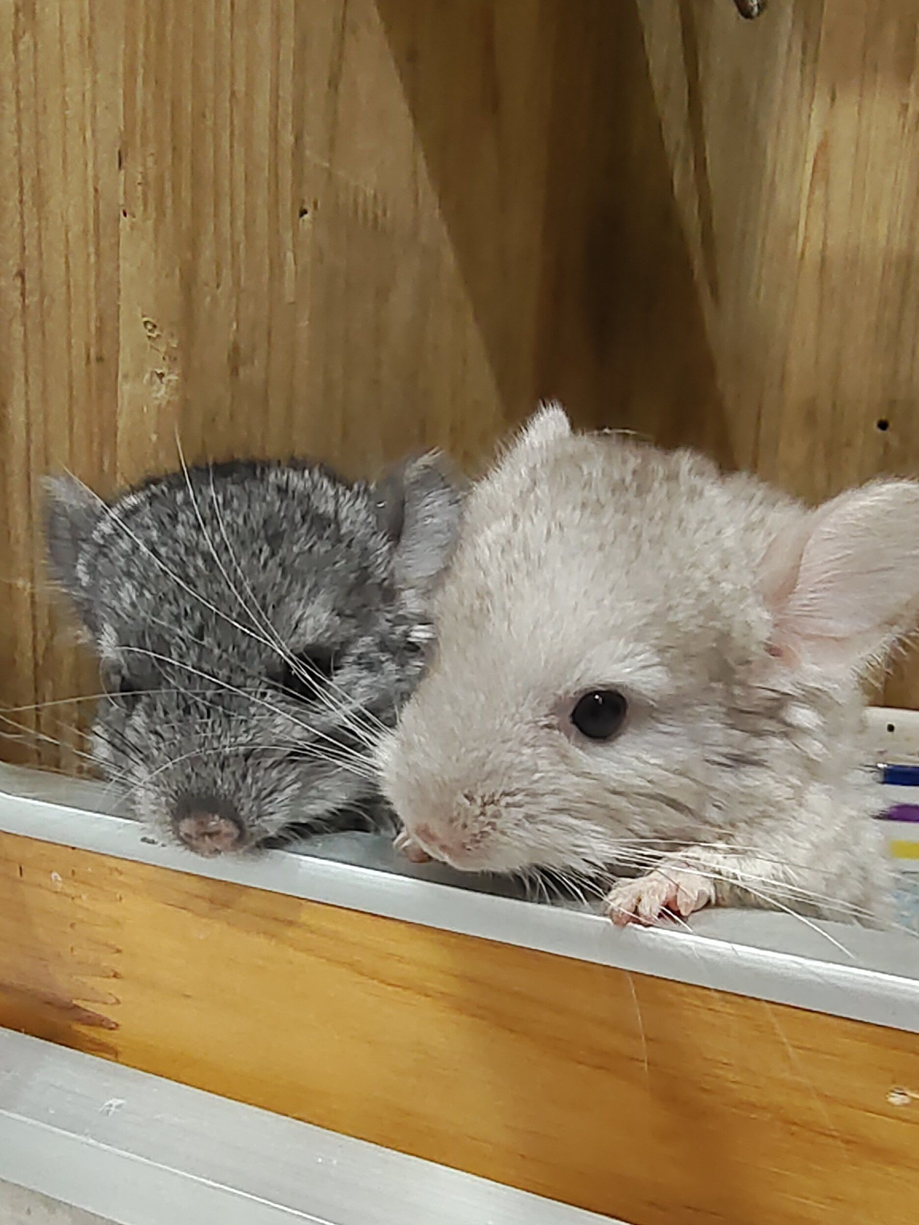 可可耐耐的龙猫宝宝