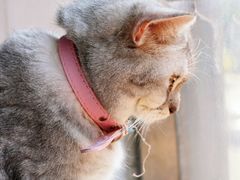 -猫儿山۰猫主题餐厅