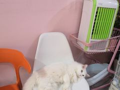 -我爱猫咪·猫咖·狗咖·安哥拉兔·羊驼咖(小寨华旗店)