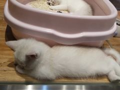 -狗道宠物(常熟印象城店)