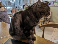 -平行世界·猫咖(首经贸店)