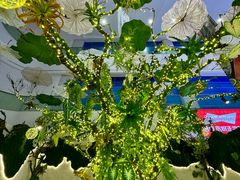 -驻海渔市(置信店)