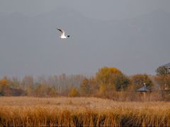 -野鸭湖国家湿地公园