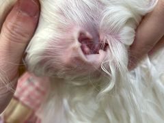 -帕帕拉兹宠物(亚洲旗舰店)