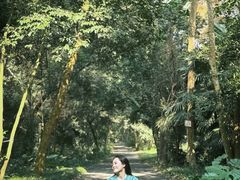 -南宁良凤江国家森林公园