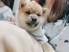 -逗柴咖啡屋·狗咖猫咖宠物桌游