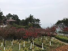 -铁山坪森林公园
