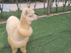 -聊城动物园