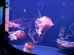 -成都浩海立方海洋公园