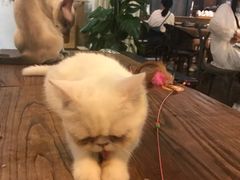 -吉丁鸟咖·异宠·寄养
