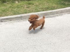 -PETKIT 小佩宠物·低压洗护·美容·寄养(安远店)