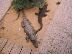 -石家庄市动物园