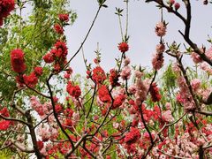 -莲花池公园