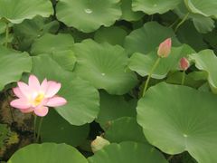 -灵山莲花公园-温泉度假区