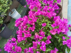 -龚家花园农家乐休闲别墅