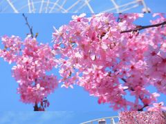 -顾村公园