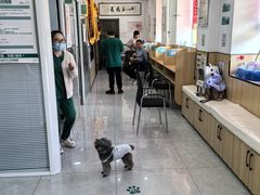 -瑞派长江宠物医院·猫科·外科·24小时夜护(谊城公寓分院)