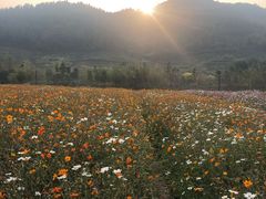 -径山花海