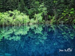 -九寨沟-树正沟