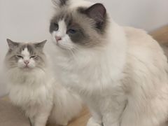 -有喵·猫咖·狗咖·30几只猫10只小狗(岗厦店)
